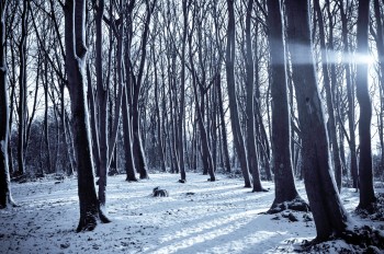 cold-snow-nature-sunny