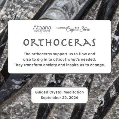 Ataana Method Nashville Crystal Store Orthoceras